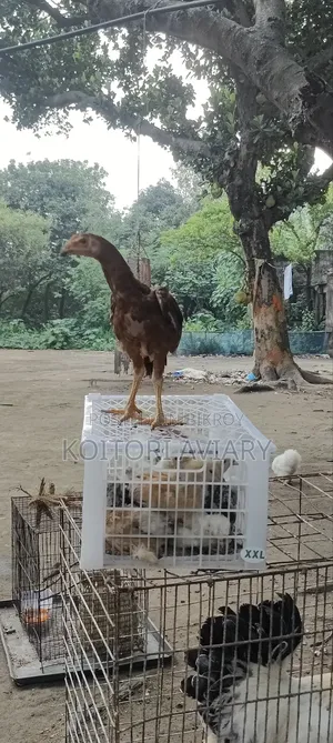 আছিল জোড়া