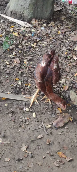 আছিল জোড়া
