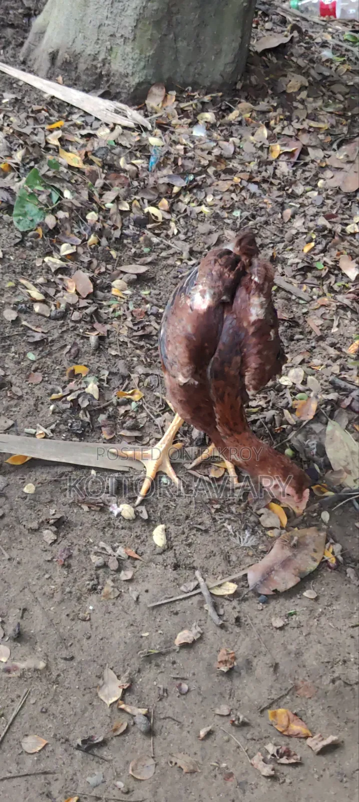 আছিল জোড়া