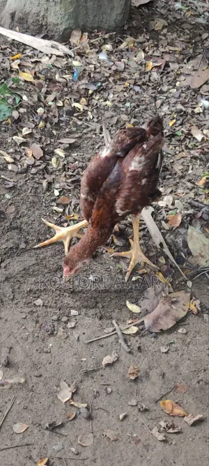 আছিল জোড়া