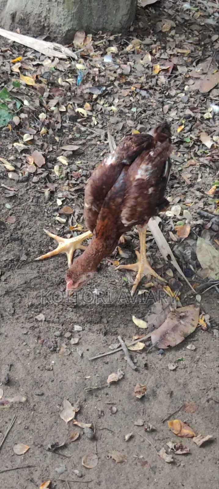 আছিল জোড়া