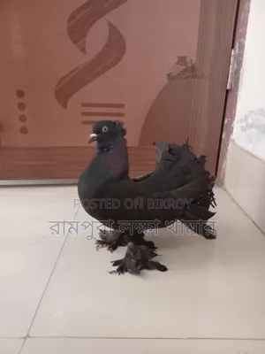 Black Lokkha Madi