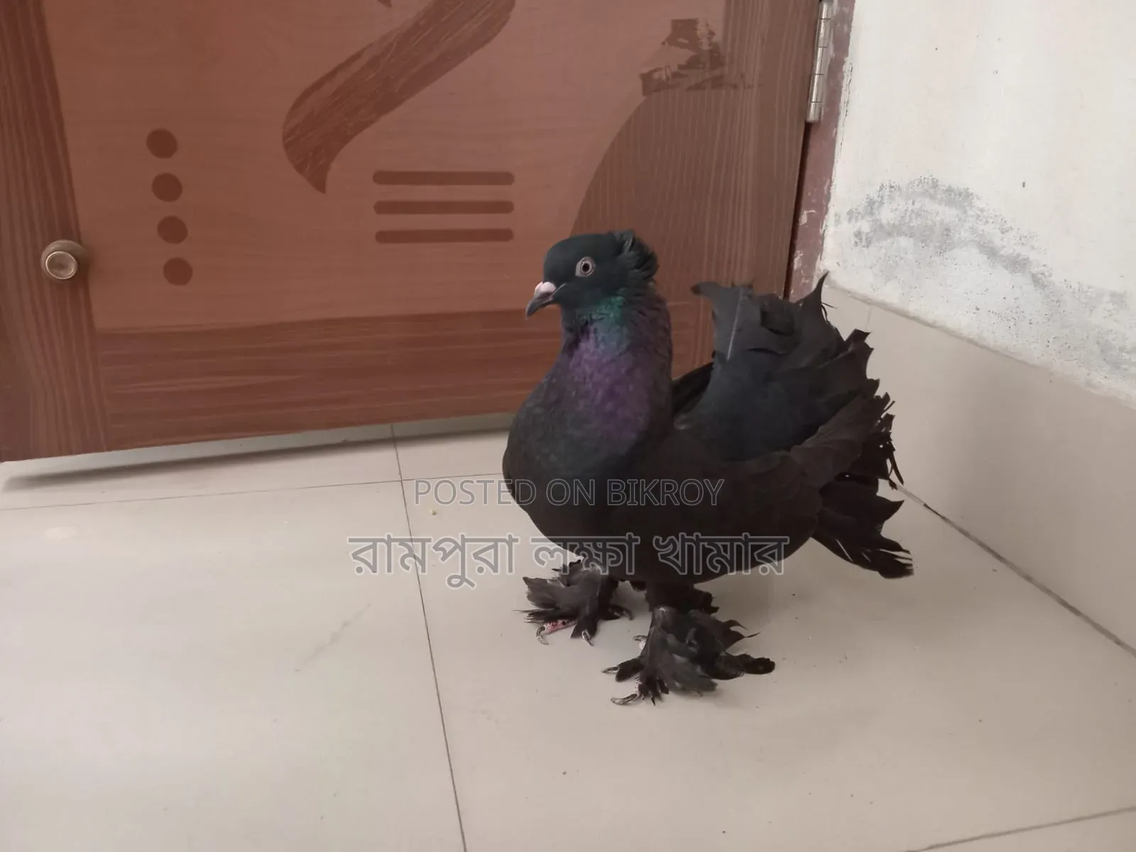 Black Lokkha Madi