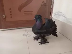 Black Lokkha Madi
