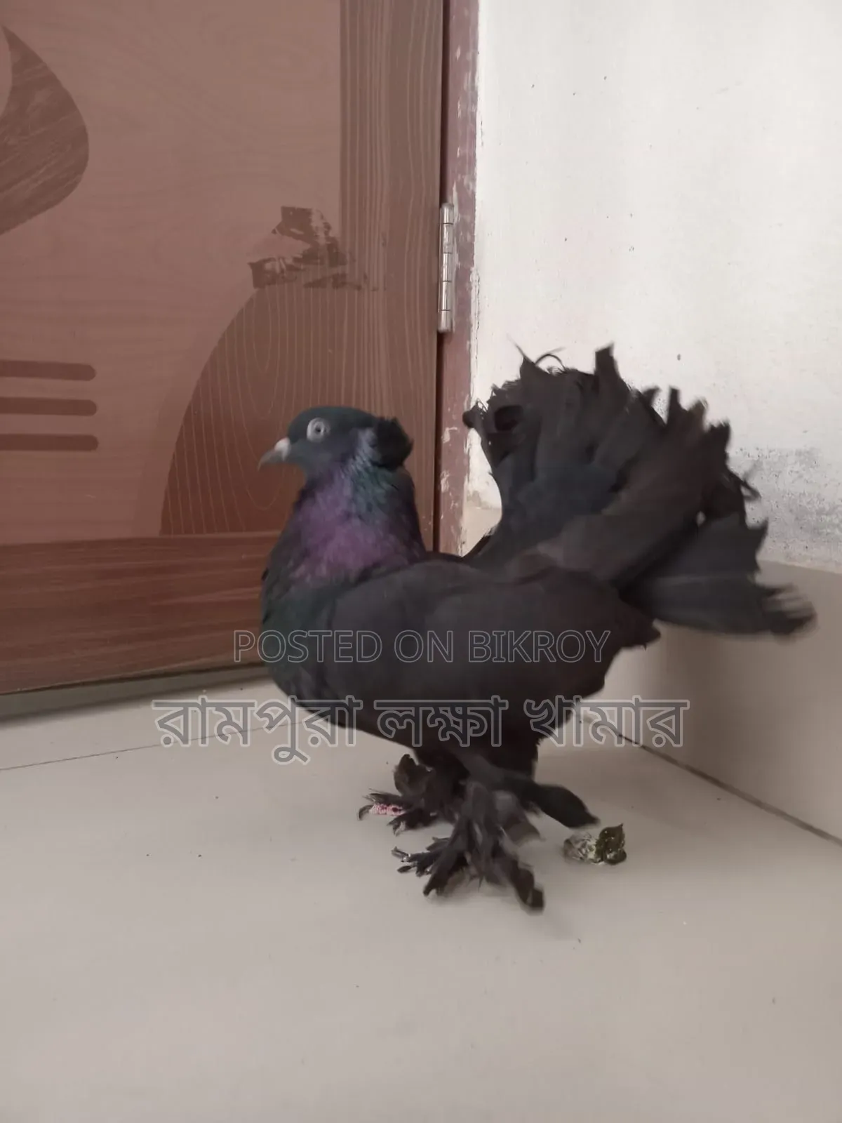 Black Lokkha Madi