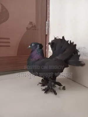 Black Lokkha Madi