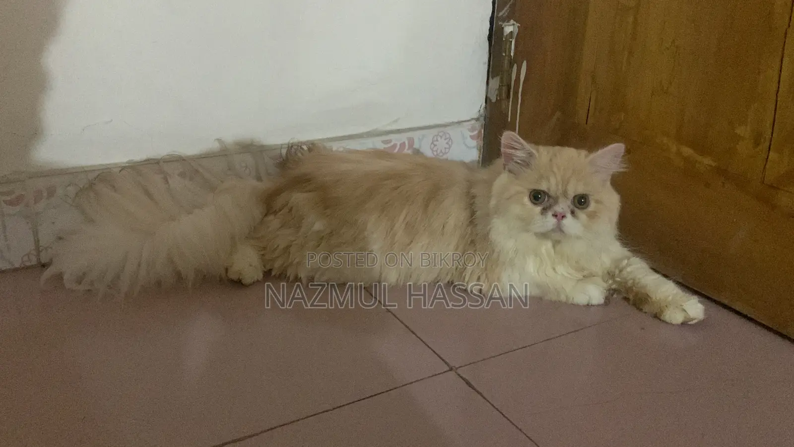 6-12 Months Male Purebred Persian Cat
