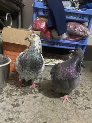 High-quality male pigeons