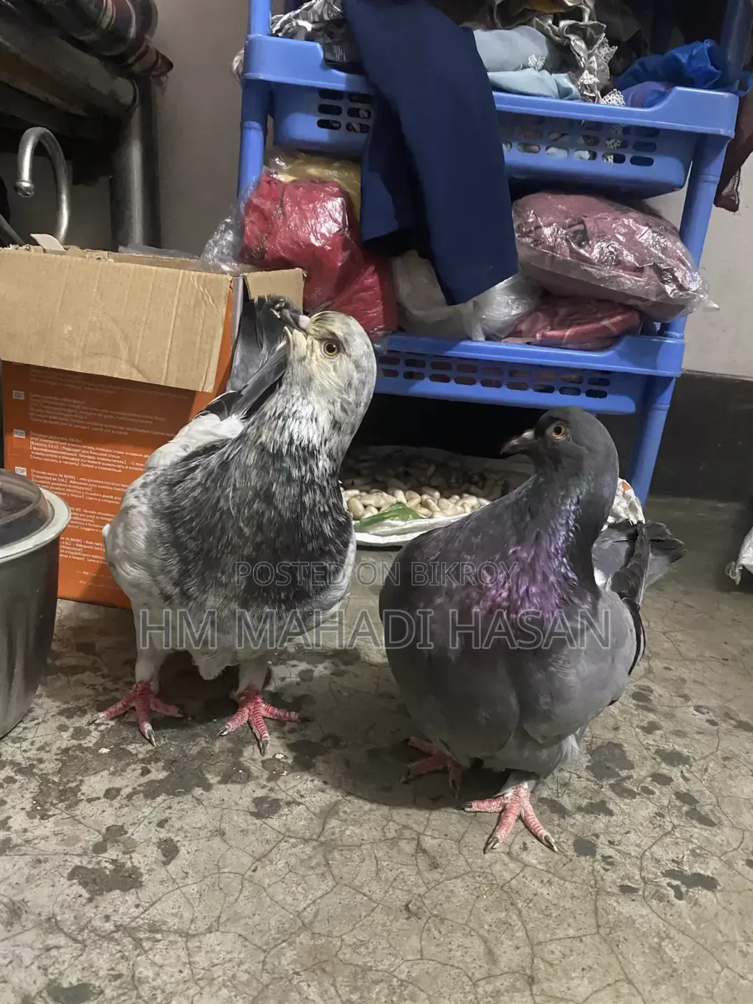 High-quality male pigeons