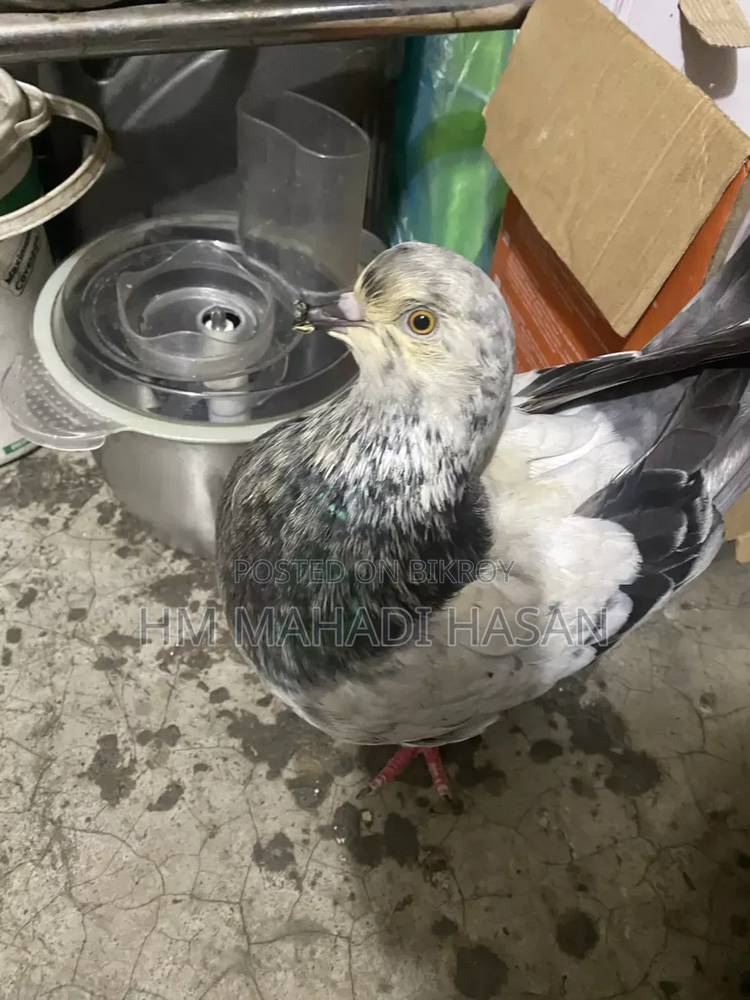 High-quality male pigeons
