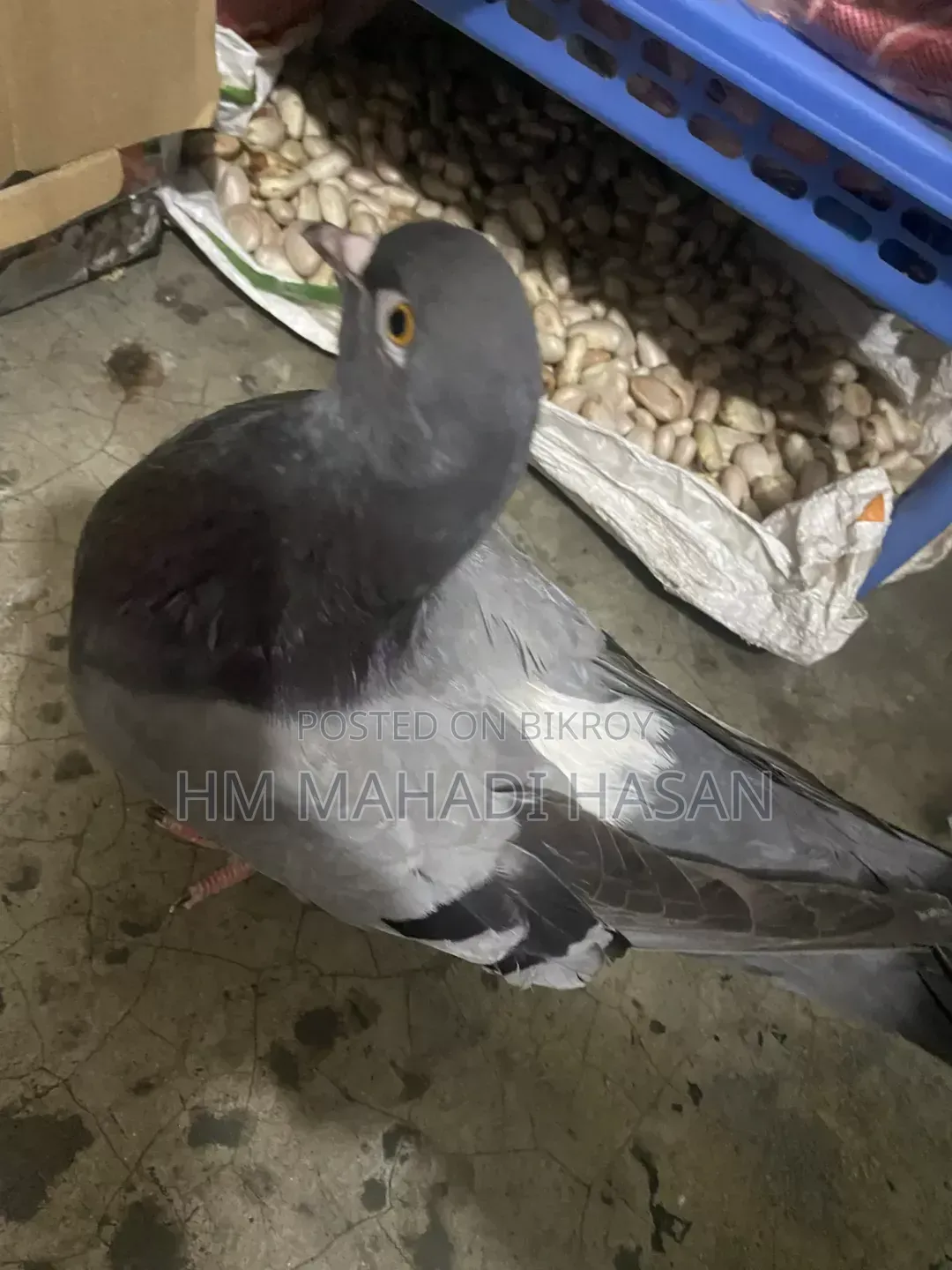 High-quality male pigeons