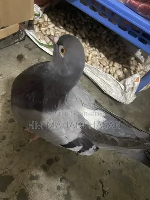High-quality male pigeons