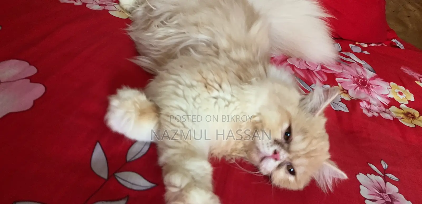 6-12 Months Male Purebred Persian Cat
