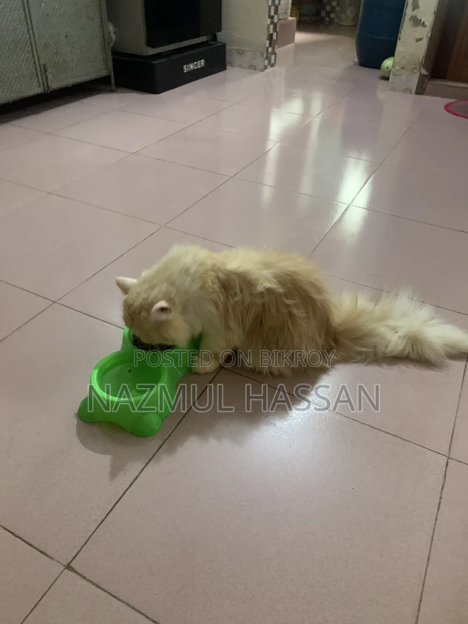 6-12 Months Male Purebred Persian Cat