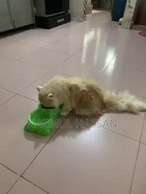6-12 Months Male Purebred Persian Cat