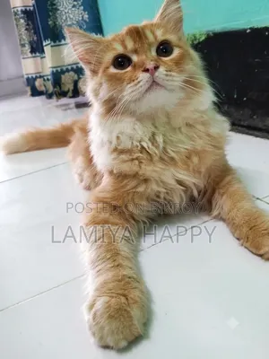6-12 Months Male Purebred Persian