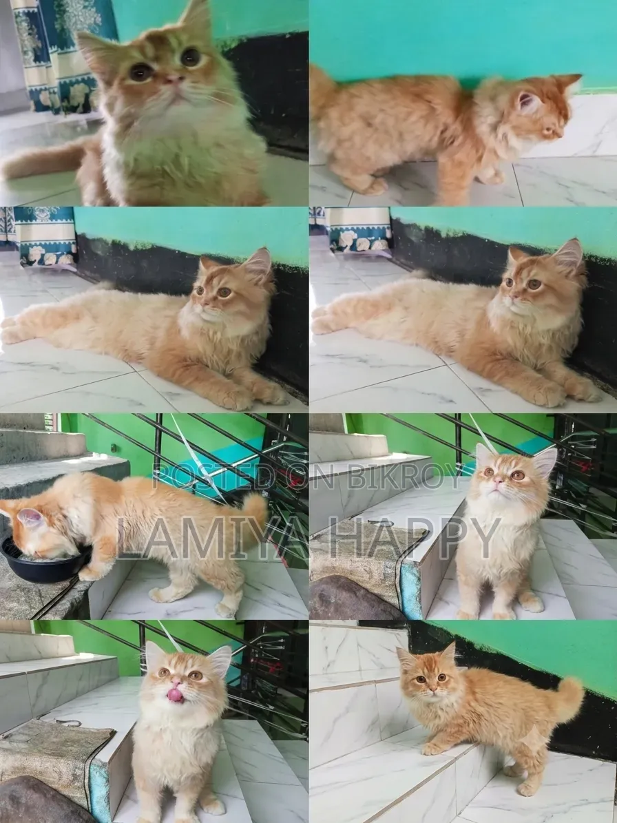 6-12 Months Male Purebred Persian