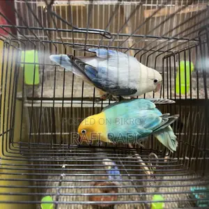 Love Bird DNA