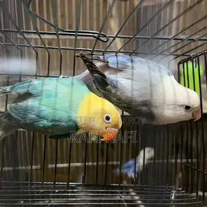 Love Bird DNA