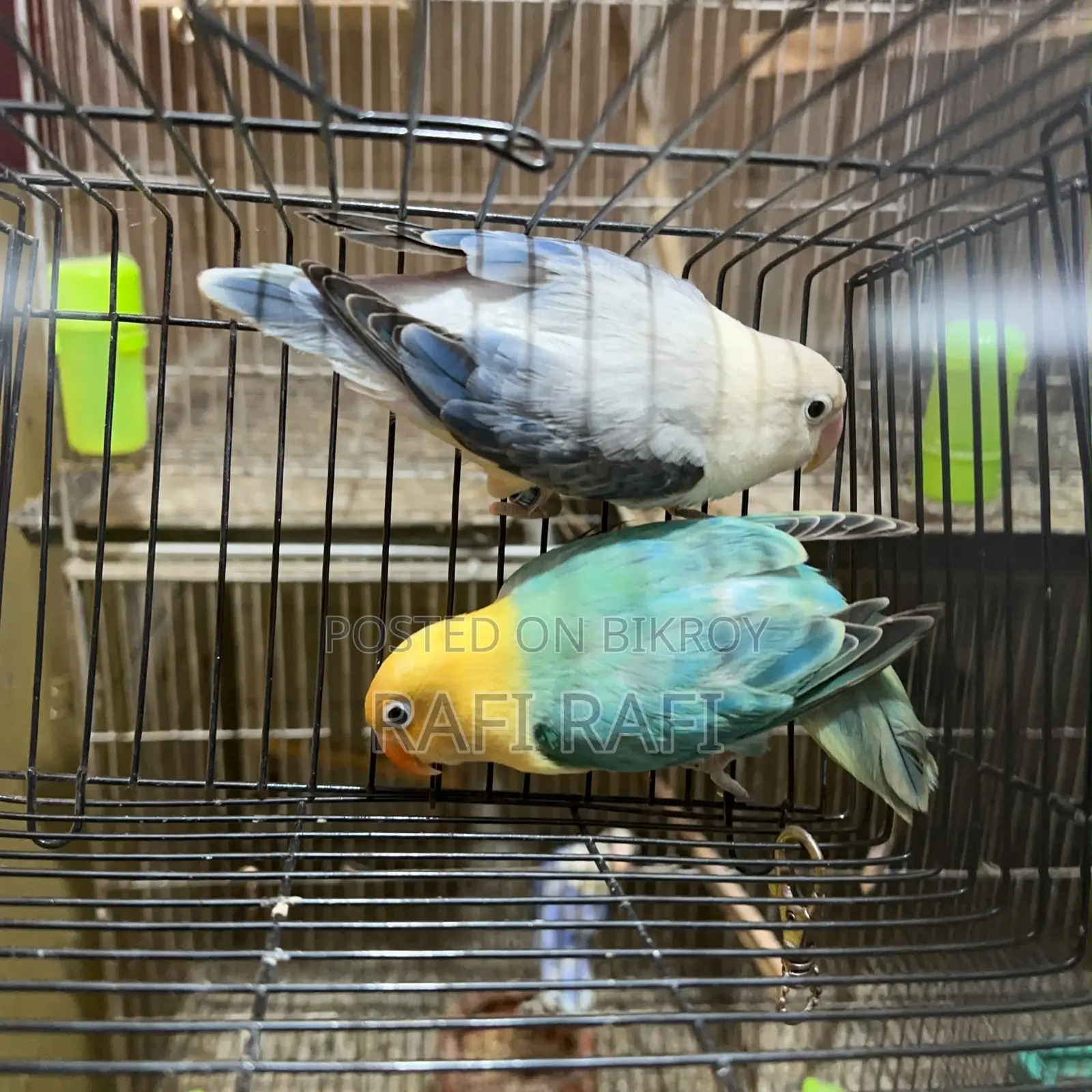 Love Bird DNA