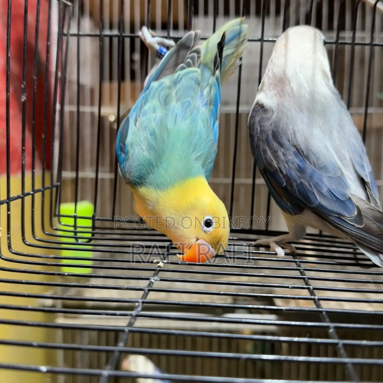 Love Bird DNA