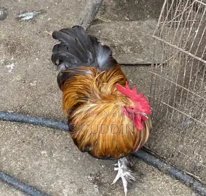 কোচিং মোরগ