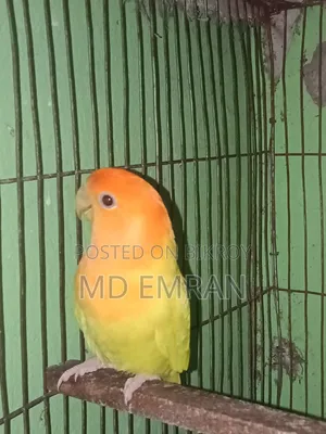 Male Love Bird