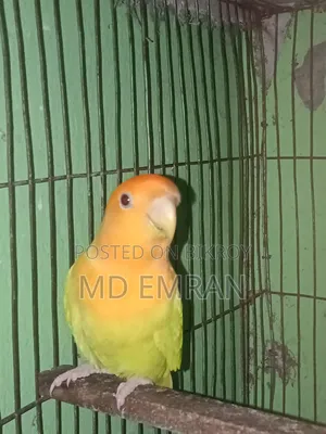 Male Love Bird