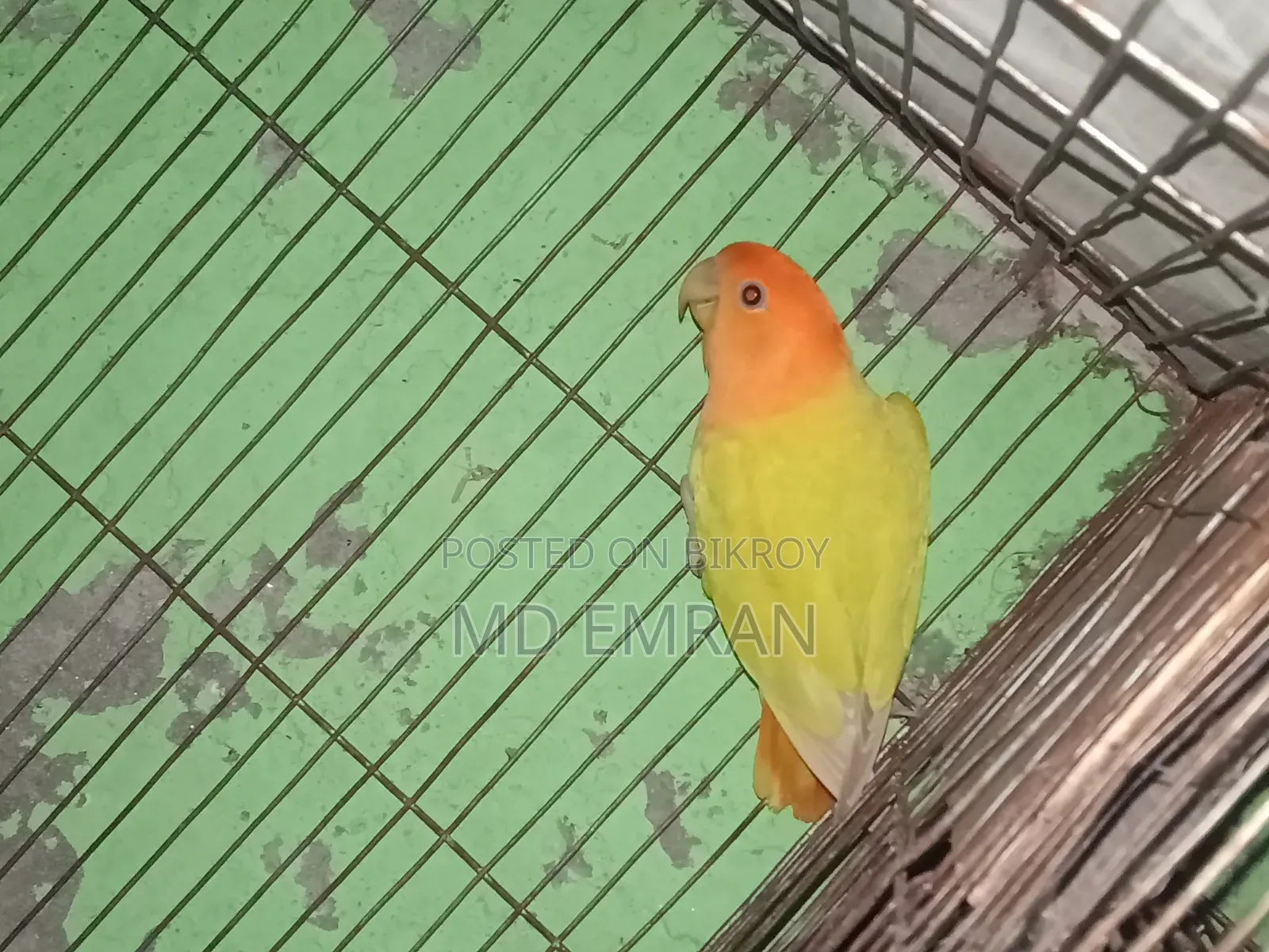 Male Love Bird