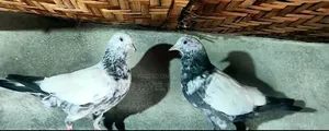 Pakistani Golden Breed pigeon for sale