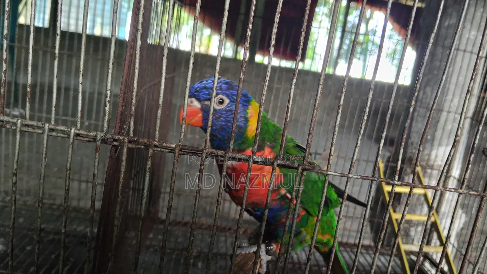 Rainbow Lorikeet Bird for Sale