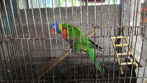 Rainbow Lorikeet Bird for Sale