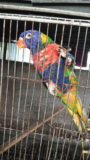 Rainbow Lorikeet Bird for Sale