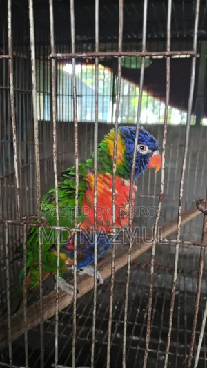 Rainbow Lorikeet Bird for Sale
