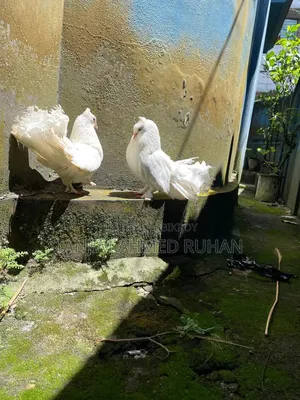 Lakka,Moyur Kobutor