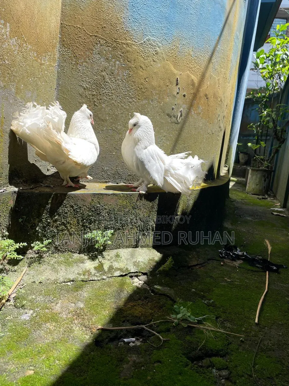 Lakka,Moyur Kobutor
