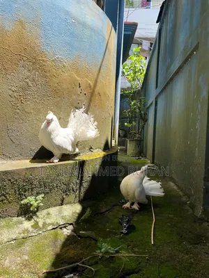 Lakka,Moyur Kobutor