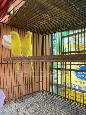 Lutino Red Eye Budgie Pair, Tame Male