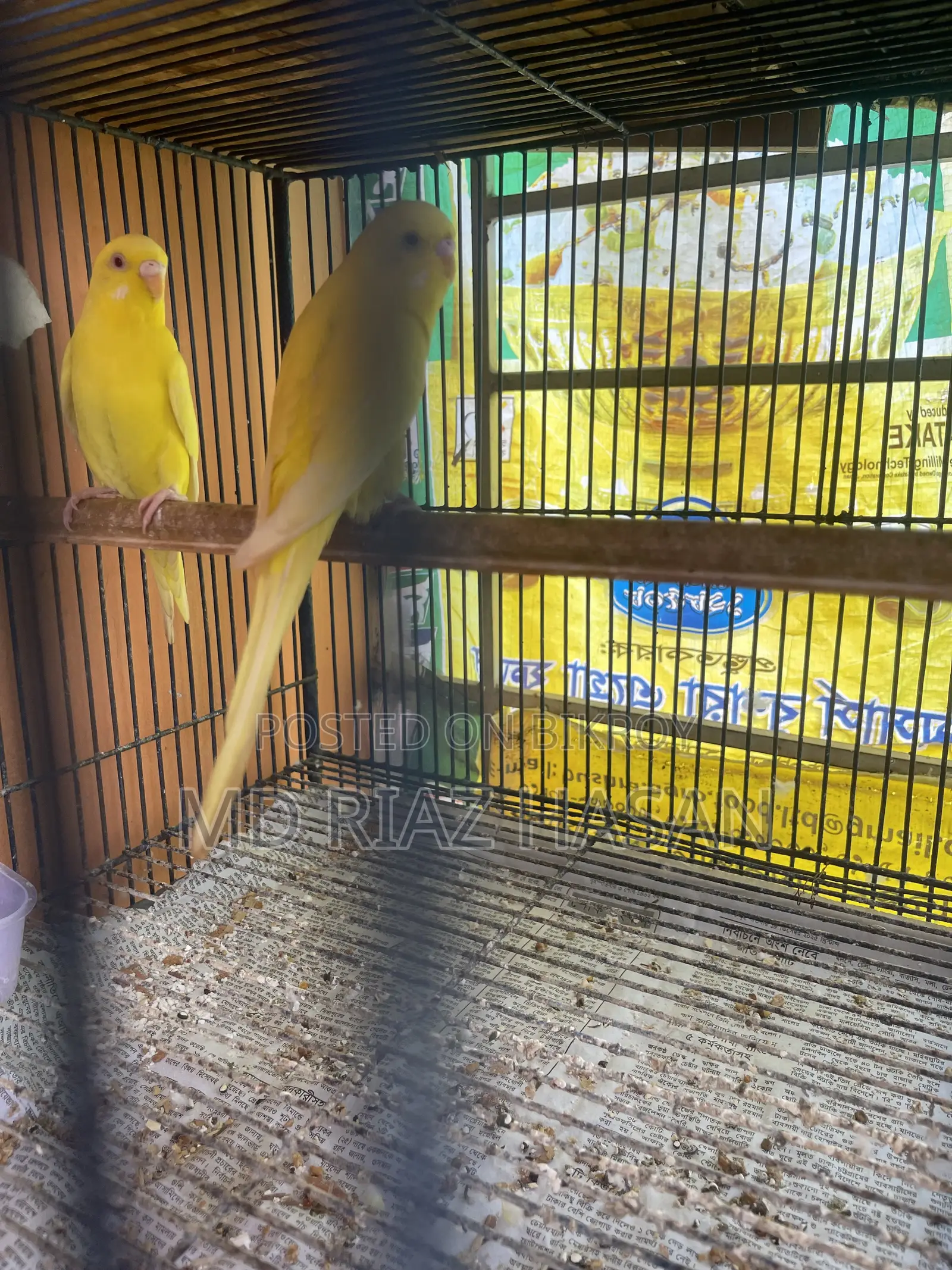 Lutino Red Eye Budgie Pair, Tame Male
