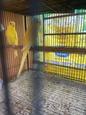 Lutino Red Eye Budgie Pair, Tame Male