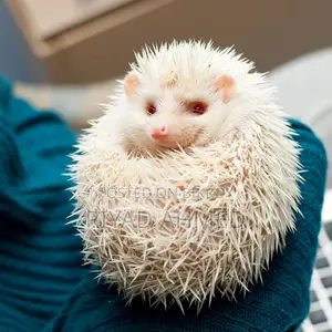 Albino Hedgehog