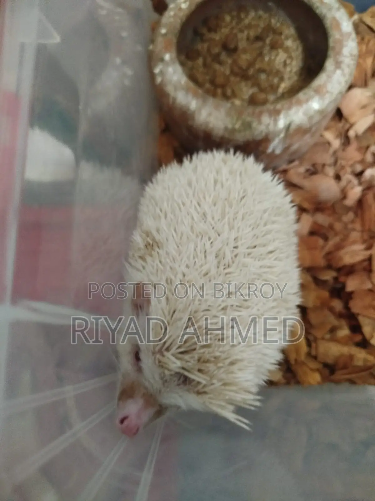 Albino Hedgehog