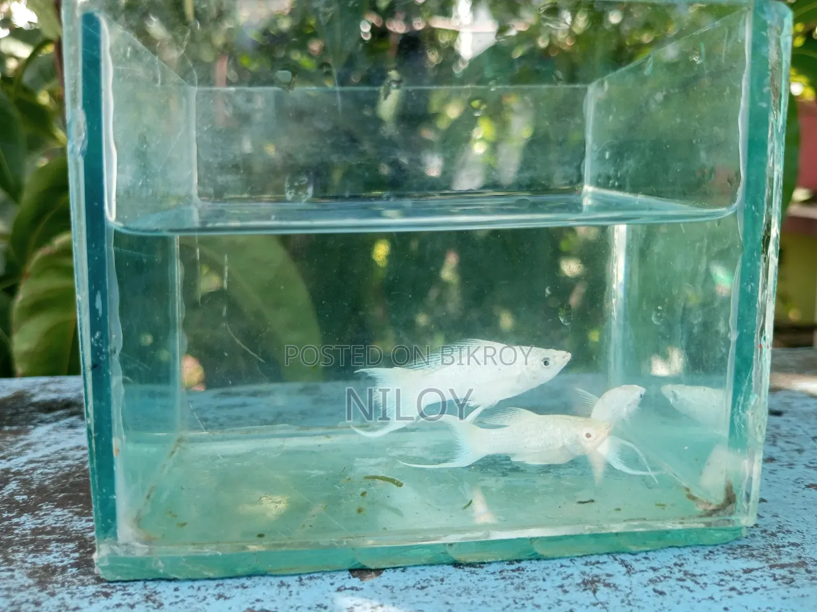 White Redium Moon Tail Molly