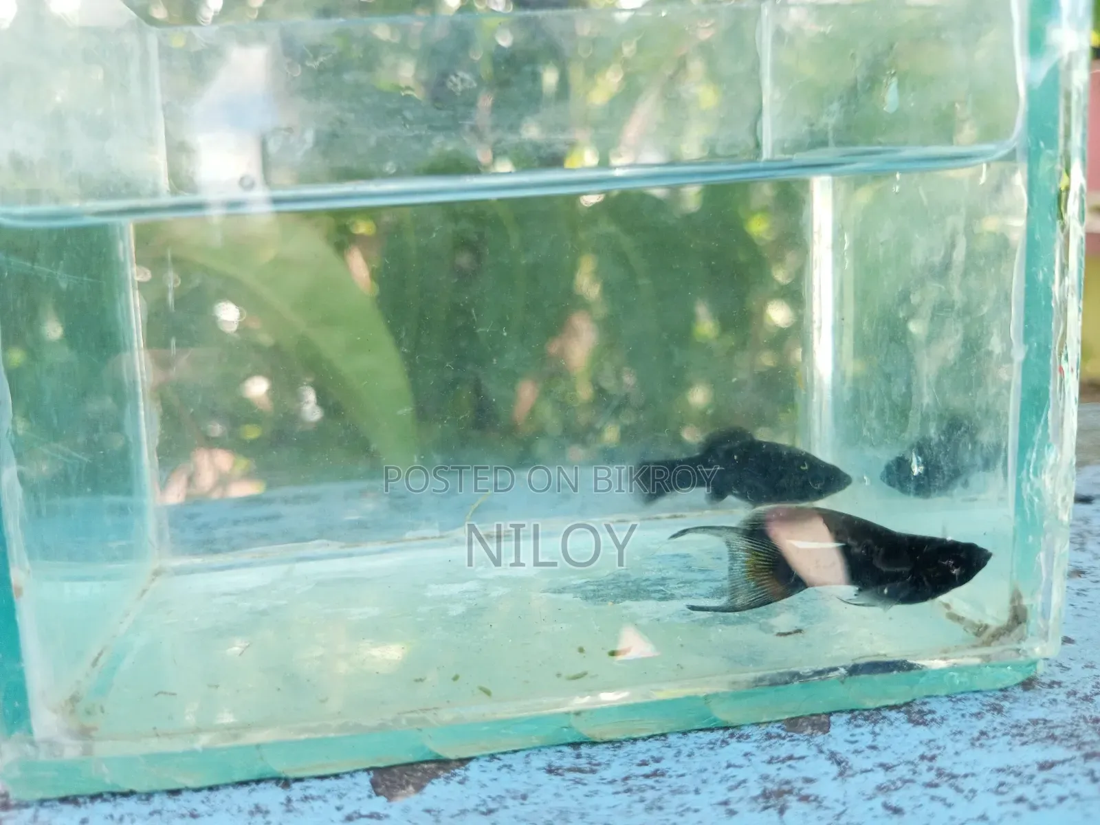 White Redium Moon Tail Molly