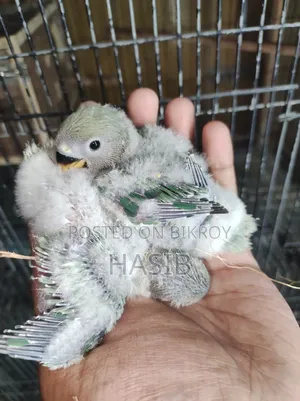 Tame Size Lovebird