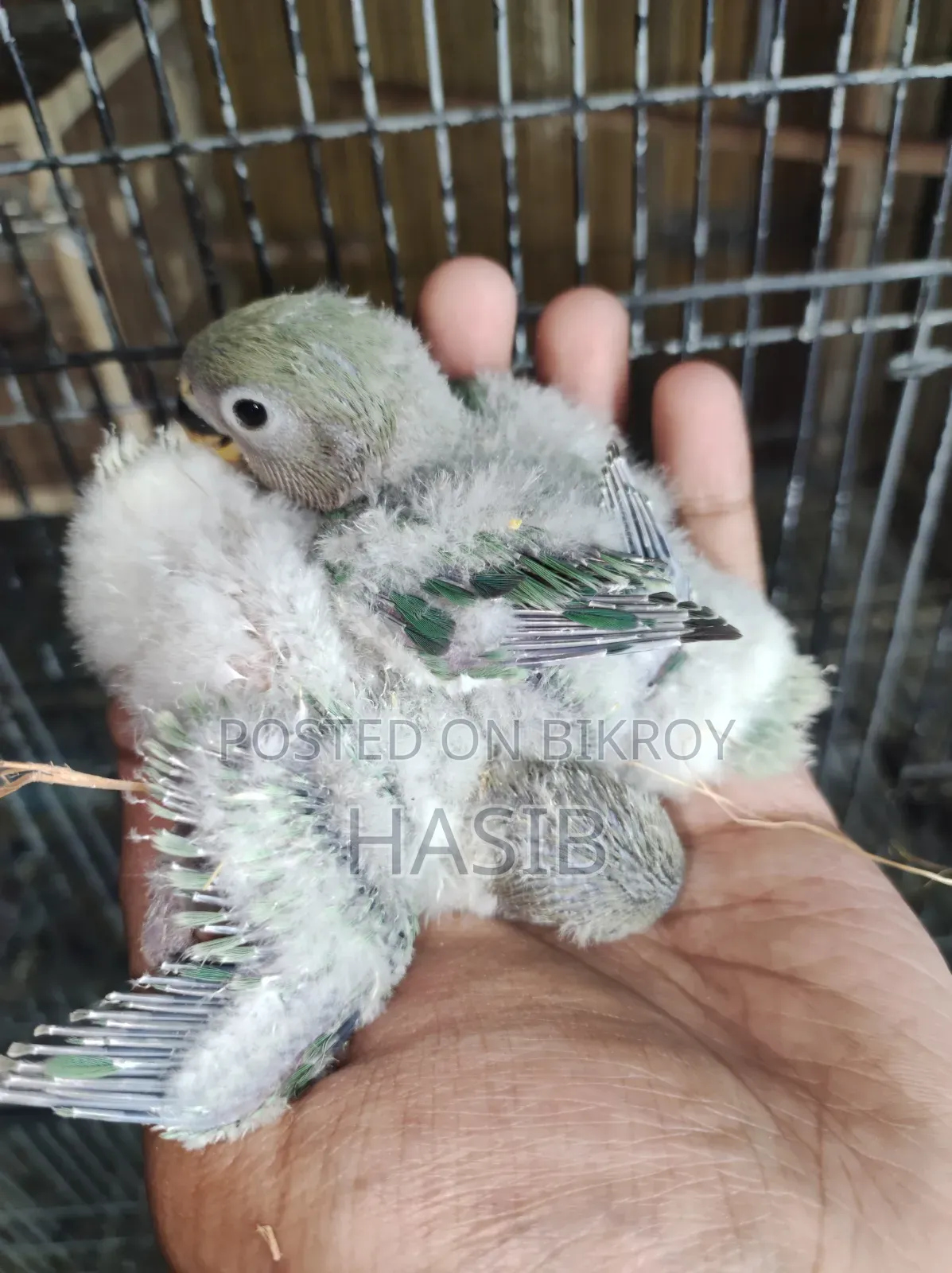 Tame Size Lovebird