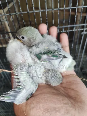 Tame Size Lovebird
