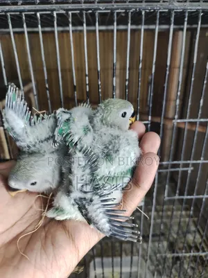 Tame Size Lovebird