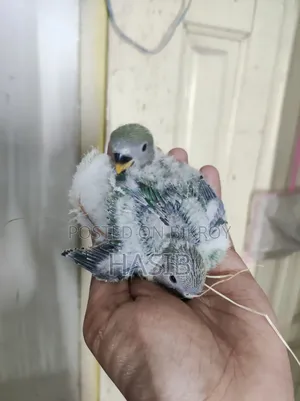 Tame Size Lovebird