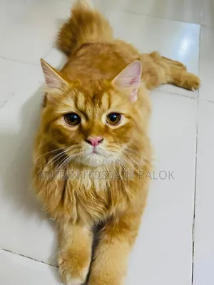 6-12 Months Male Purebred Persian